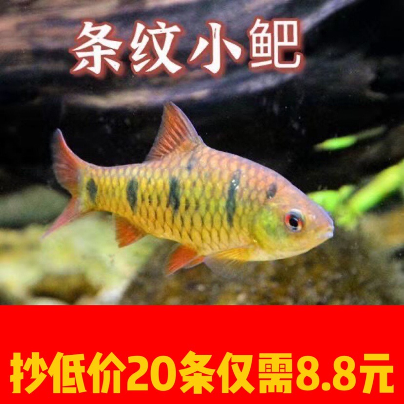中国斗鱼伴侣条纹小鲃二须鲃耐寒冷水原生鱼溪流鱼群游观赏鱼包活