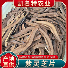 平盖灵芝野生平盖灵芝树舌灵芝树舌中药青灵芝野生木灵芝泡酒500g