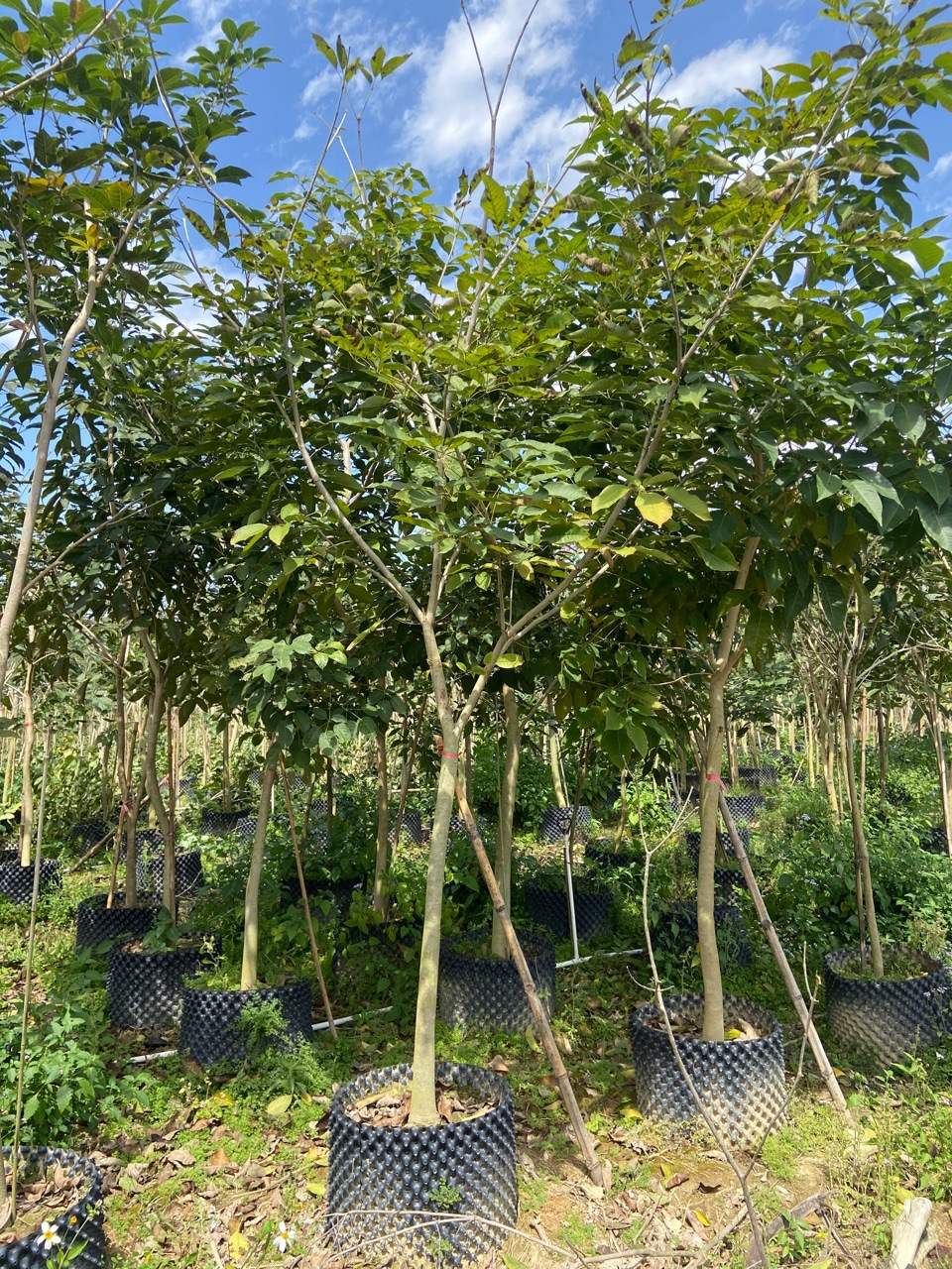 紫花风铃木树苗别墅庭院绿化红花黄花开花树风景树绿植种植物