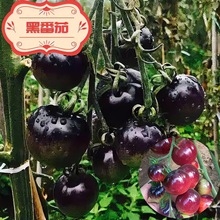黑番茄苗黑珍珠车厘子番茄紫色番茄家庭阳台盆栽成活快速优质