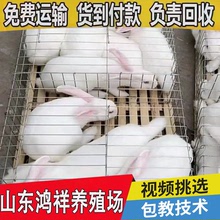 肉兔种苗批发价格 鸿祥肉兔养殖场 现货直供优良伊拉肉兔种苗