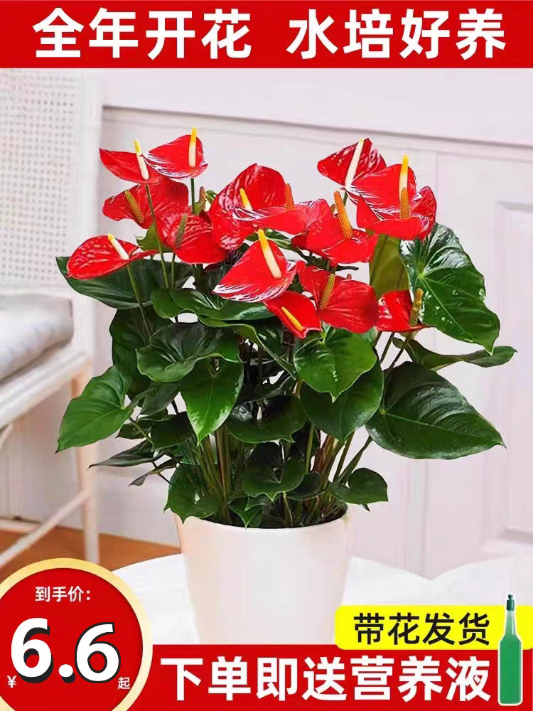红掌盆栽带花白掌一帆风顺花卉植物室内水培绿植鸿运当头四季开花