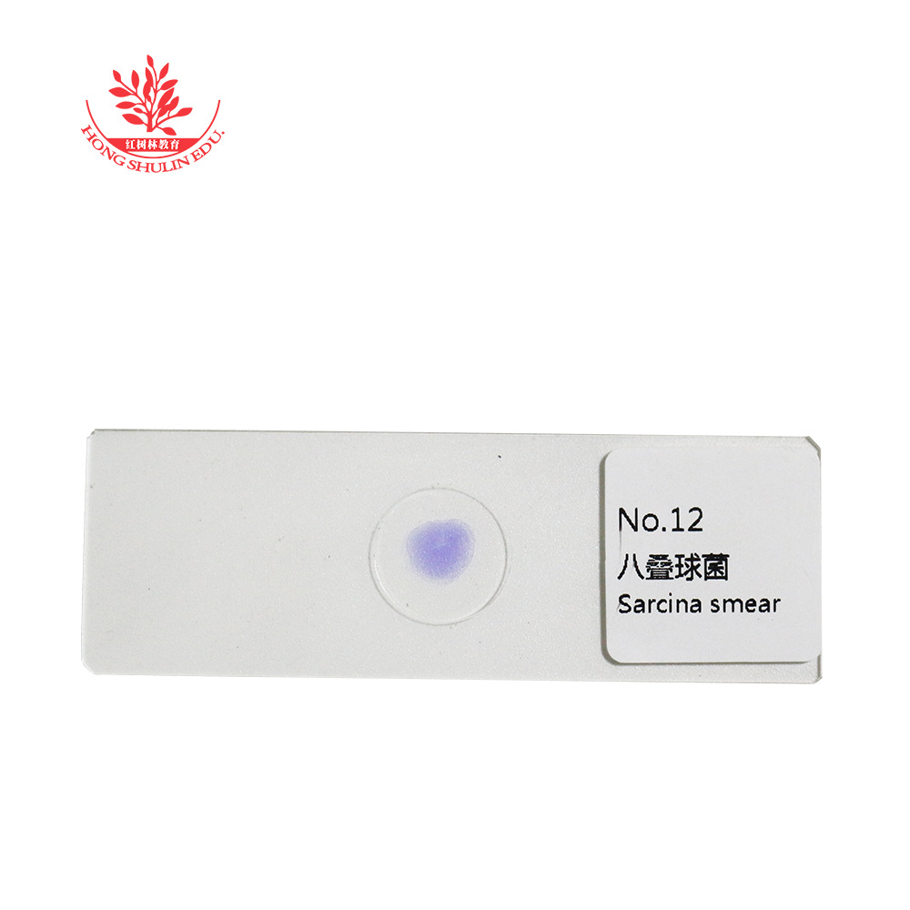 高教标准款医用染色典型常见25种细菌微生物切片套装显微镜玻片