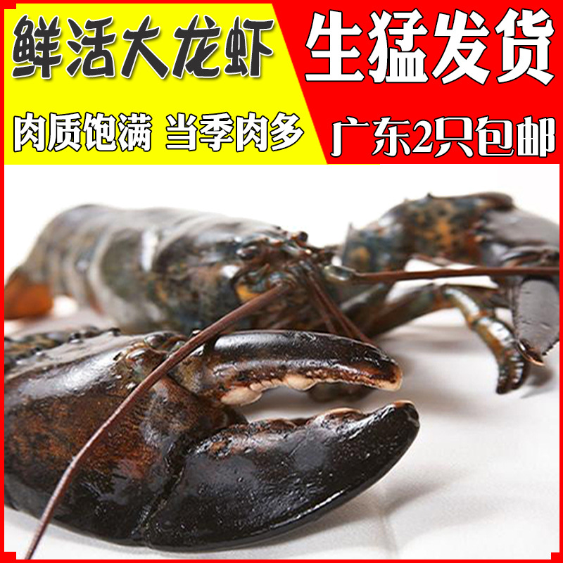 鲜活波士顿龙虾活体加拿大龙虾澳龙特大波龙澳洲奥龙活虾海鲜水产
