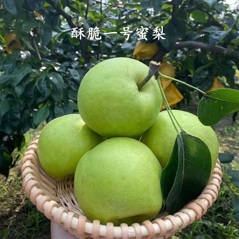 【酥脆一号蜜梨 冰糖雪梨】脆甜多汁非小香梨5斤新