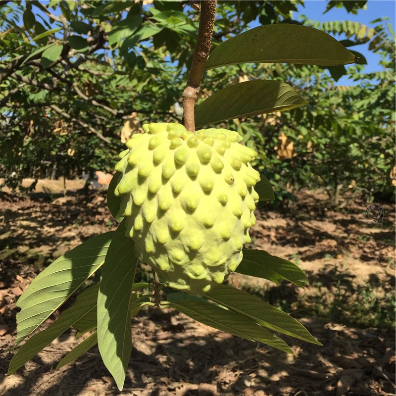 佛陀果番荔枝苗台湾释迦果苗番荔枝树苗佛头果凤梨释迦果树苗包邮
