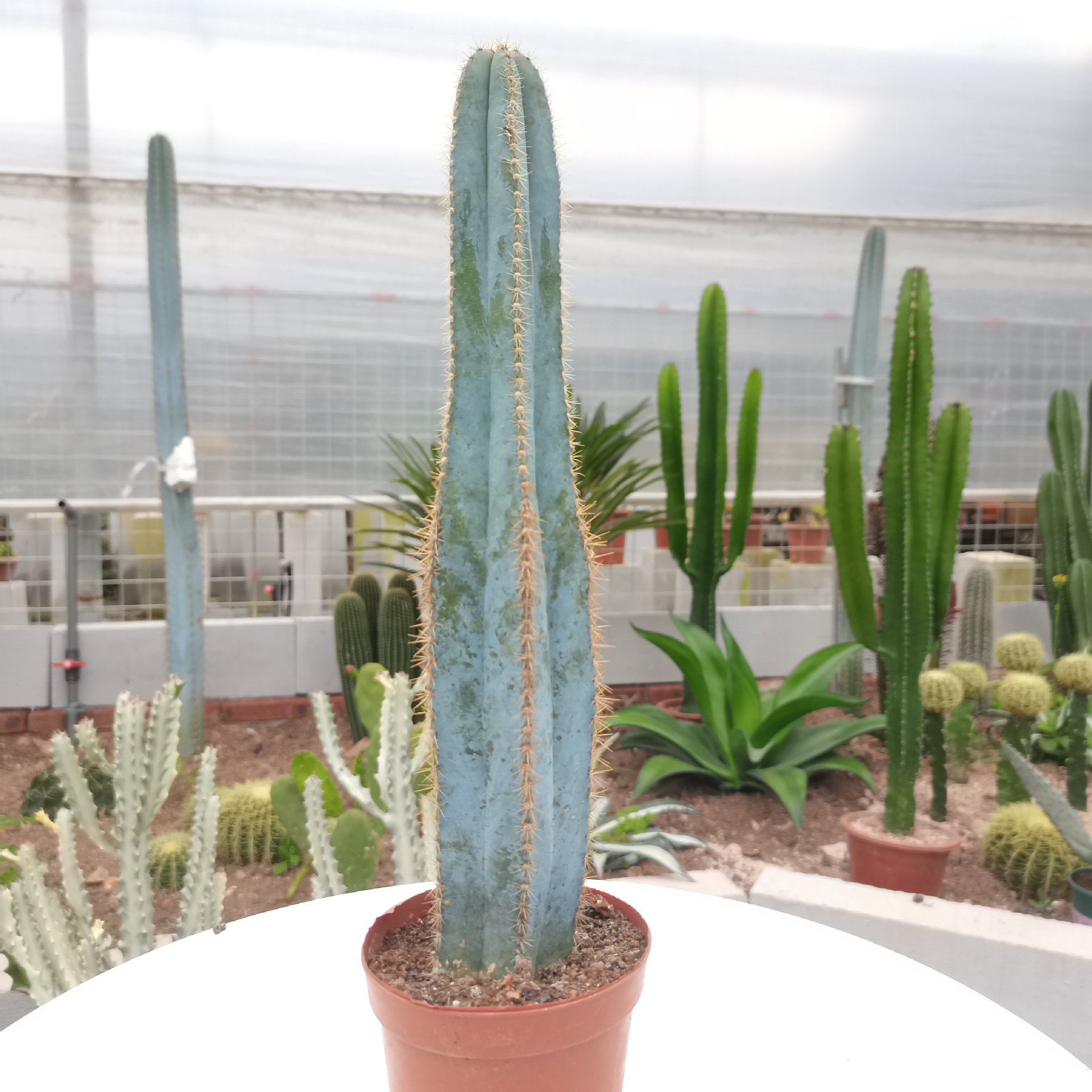 【产地直发】金青阁仙人柱批发仙人掌批发仙人球批发多肉植物批发