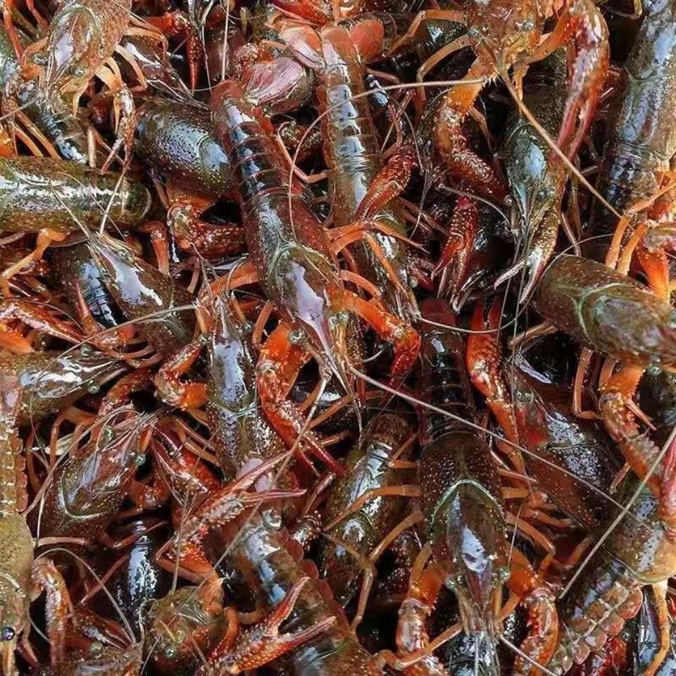 5斤顺丰包邮清水小龙虾鲜活新鲜斤麻辣小龙虾0.2-0.9两活虾-阿里巴巴