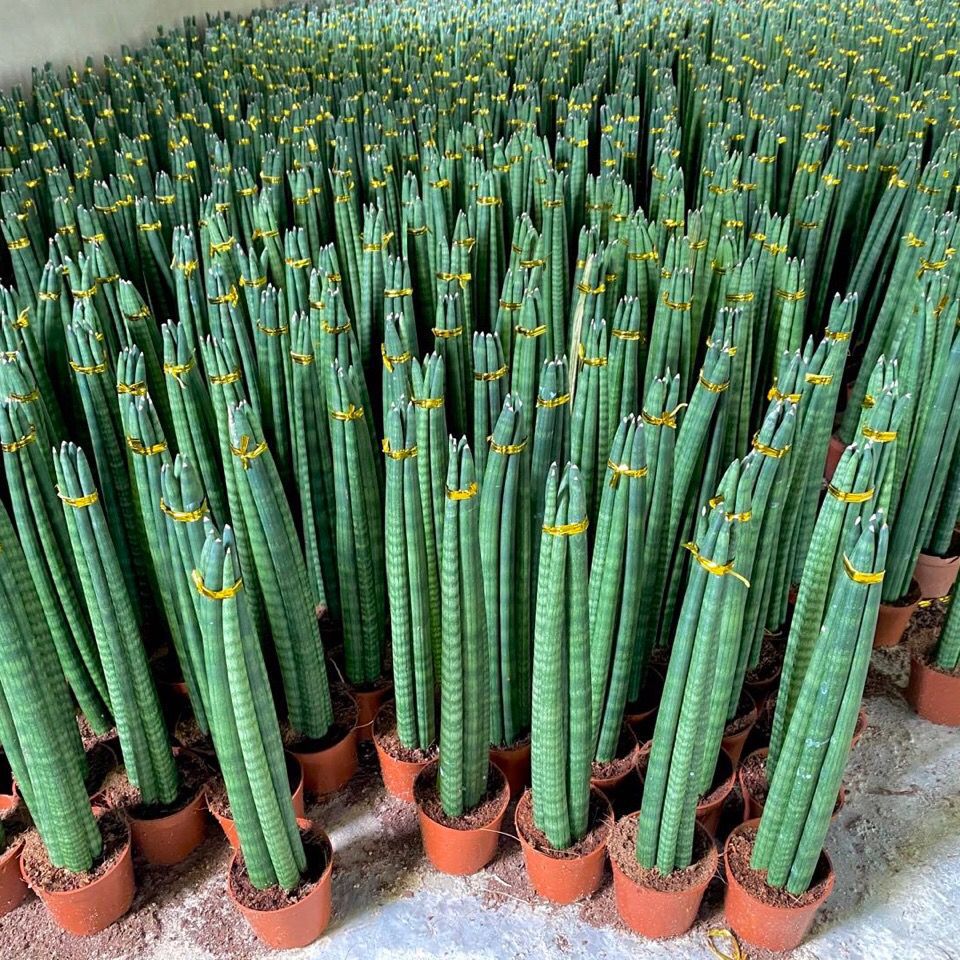 进口绿植棒叶旋叶虎尾兰佛前香稀有植物客厅绿植虎皮兰-阿里巴巴