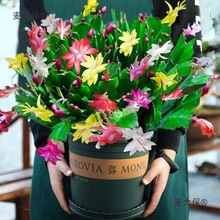 多色阳台大苗苗成活好养易开花花卉蟹爪兰四季蟹爪兰盆栽麦太保