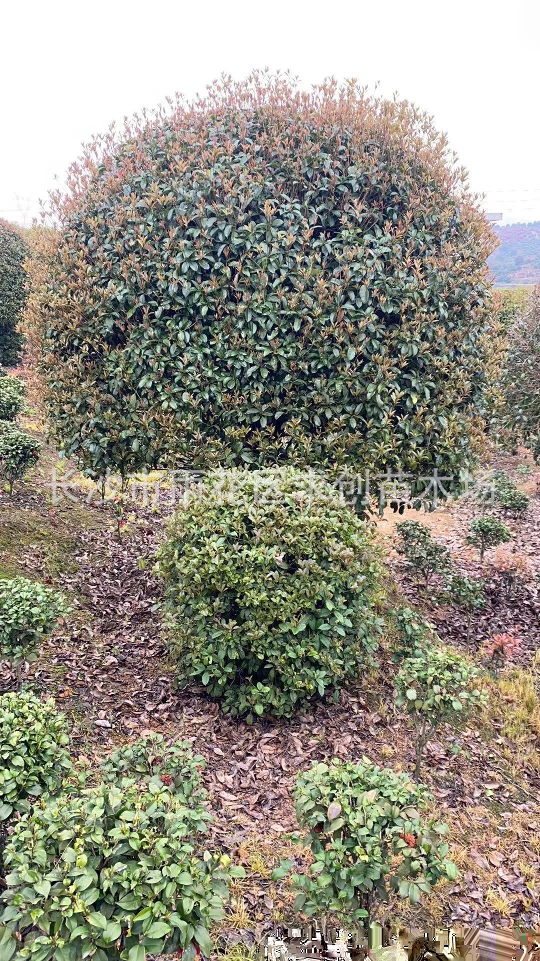 湖南丛生四季桂花球 价格 图片灌木 月月桂花球 常绿