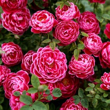 日本切花玛丽玫瑰月季花苗开花似牡丹阳台庭院四季开花玫瑰盆栽