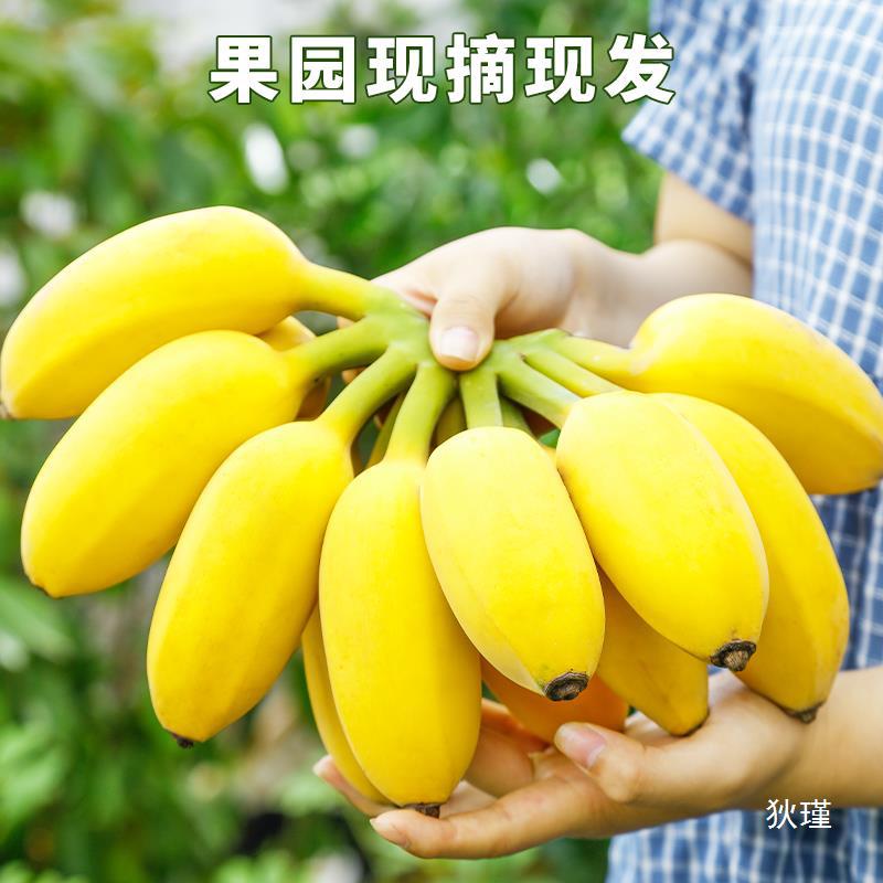 正宗苹果蕉香蕉新鲜9斤自然熟应季当季整箱小米芭蕉香焦包邮-阿里巴巴