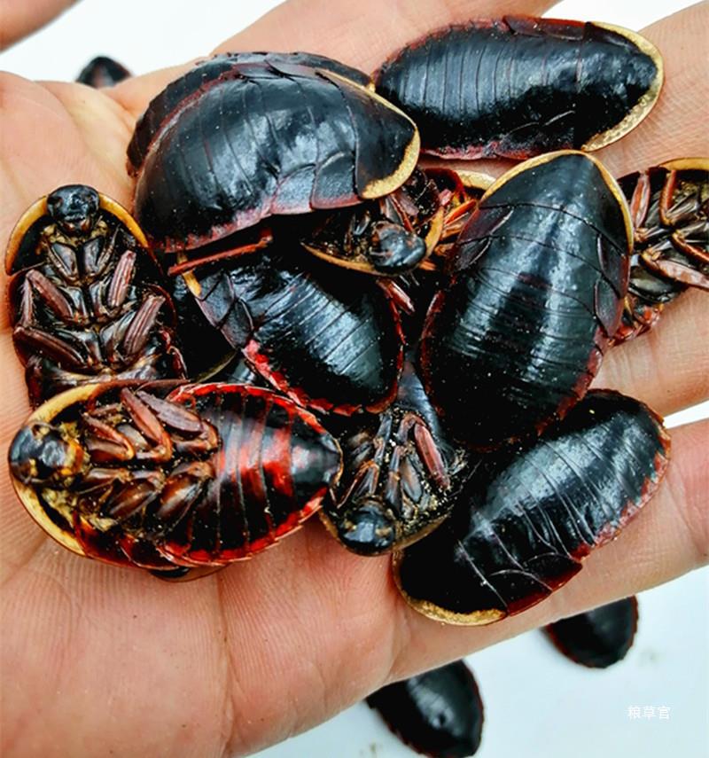 金边土鳖虫 金边土元 金边地乌龟 金边地鳖 土元500克 免费打粉真