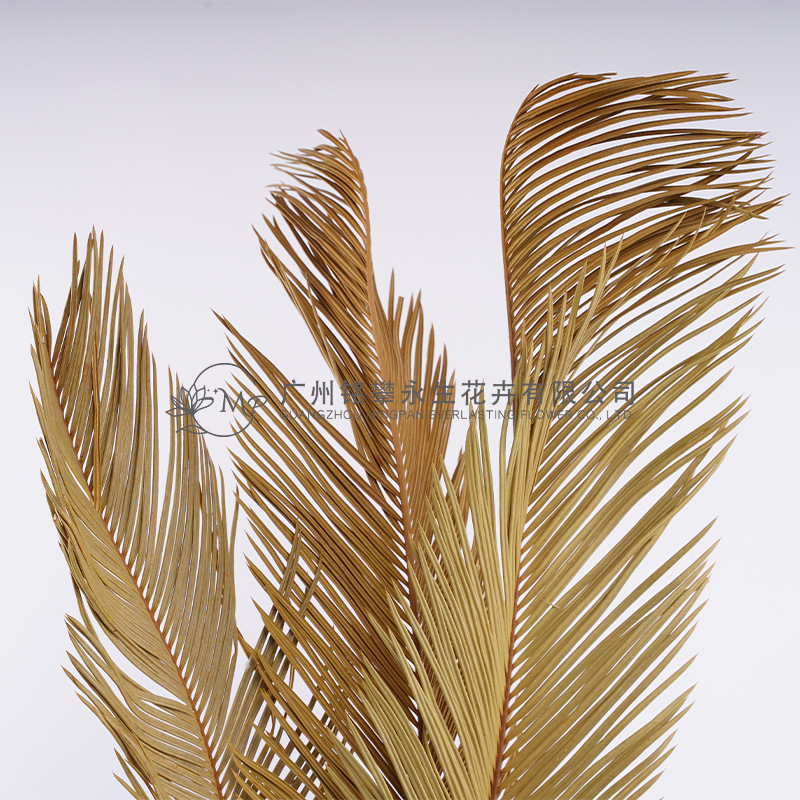 【铁叶干花】铁树叶铁扇叶园艺花艺装饰花束配材diy干花材料批发