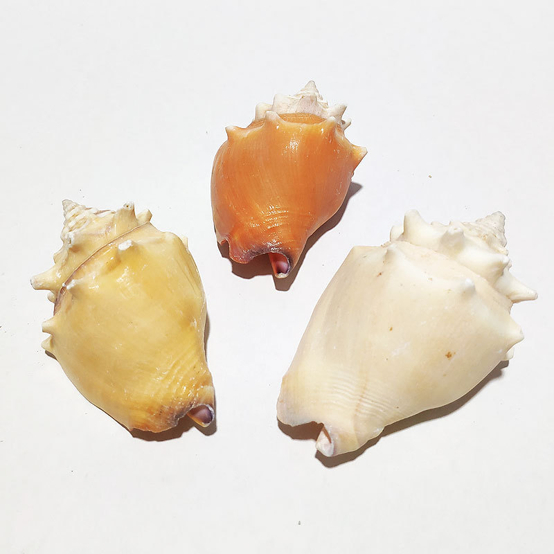 金拳凤凰螺 天然海螺贝壳 鱼缸装饰地中海工艺摆件海洋胭脂玫瑰螺