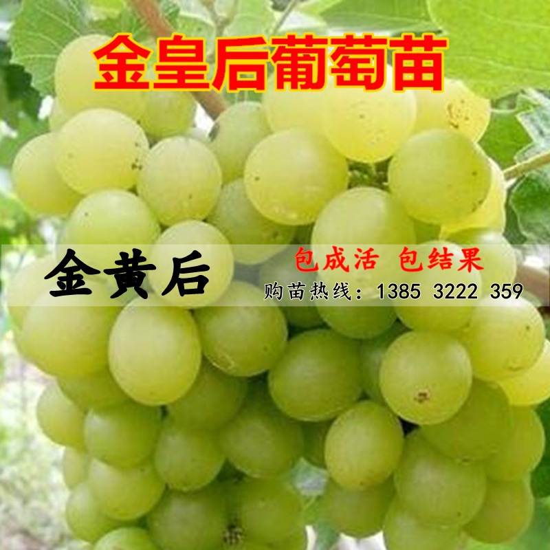 果树苗 金皇后葡萄树苗 嫁接扦插葡萄苗甜葡萄早熟葡萄新贵
