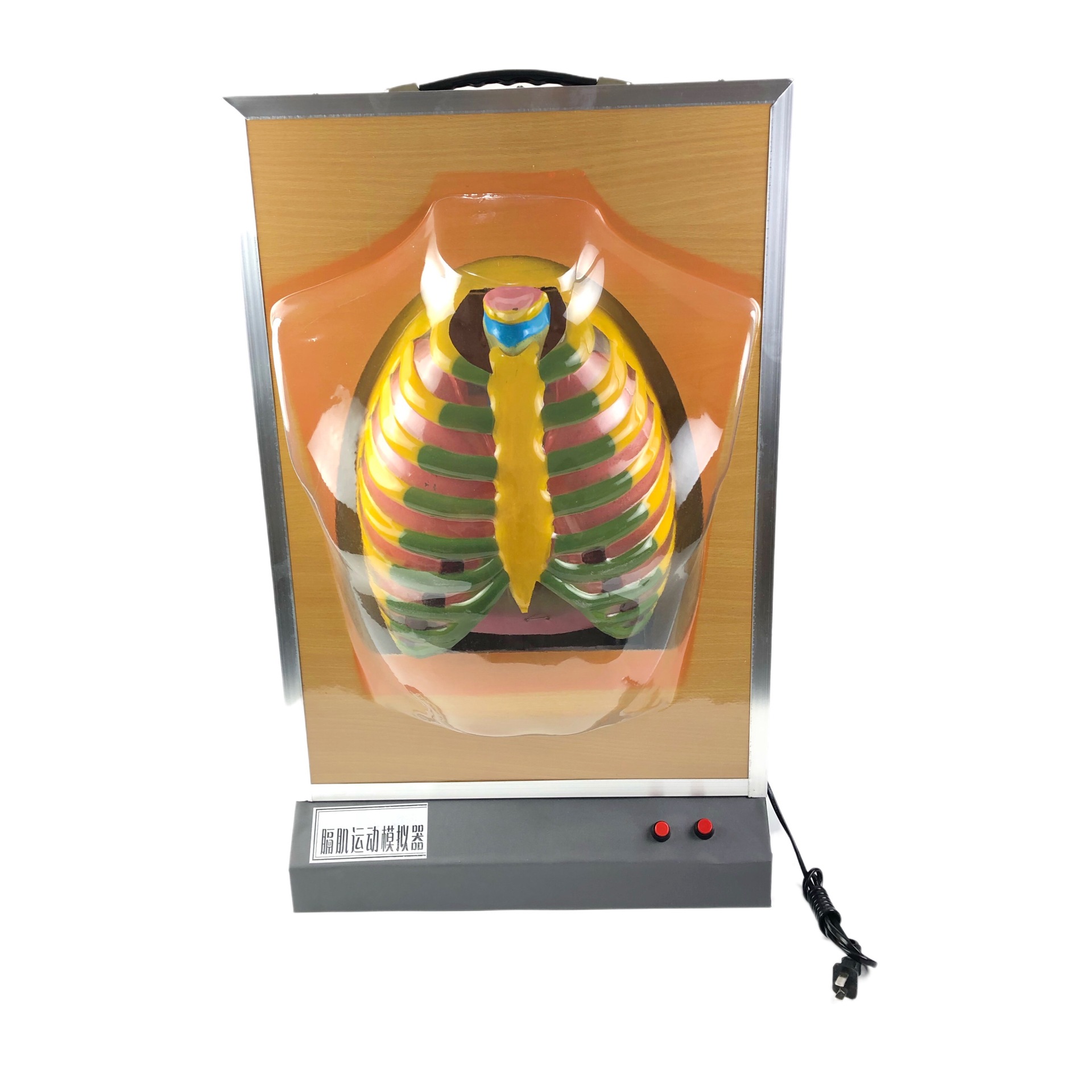 33225膈肌运动模拟器 电动式肺呼吸模型 肺工作模型 教学仪器