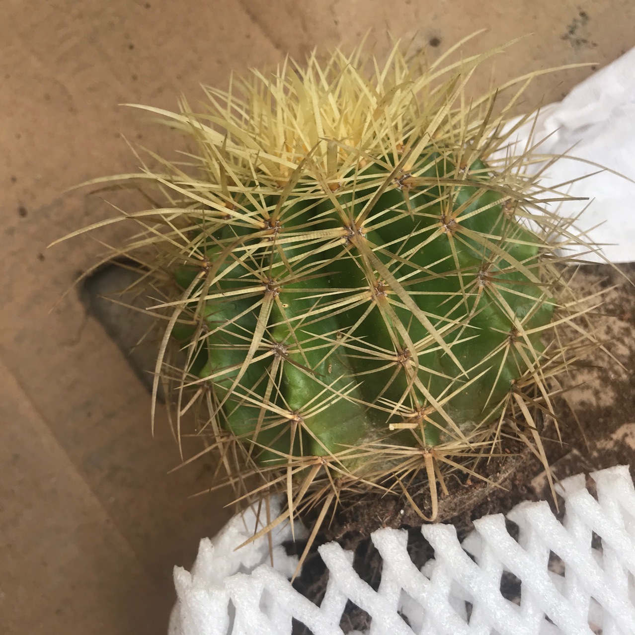 仙人球盆栽多肉掌形多肉植物长刺狂刺金虎仙人掌沙漠植物