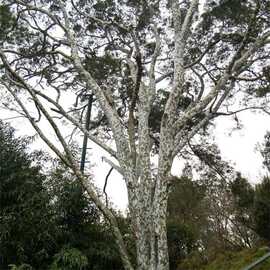 苗圃供应白皮松 庭院观赏绿植 园林景观造景行道树种