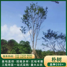 苗圃供应 30-35宝塔形景观朴树 骨架朴树 基地直供朴树 量大从优
