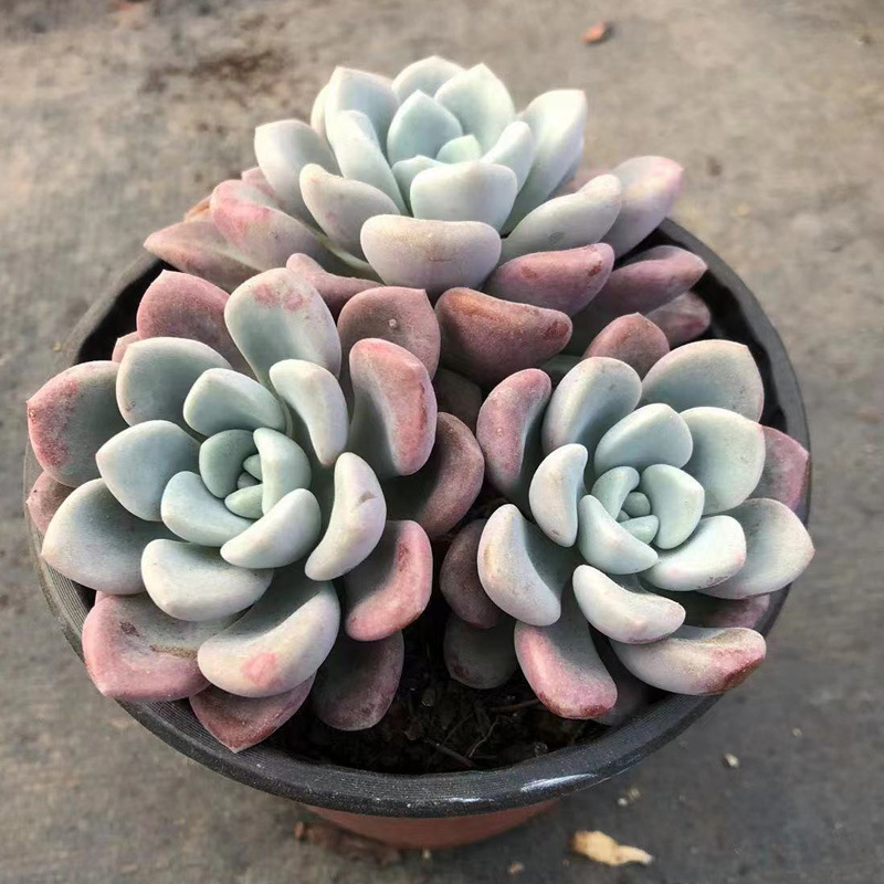 多肉植物石莲-多肉植物石莲厂家,品牌,图片,热帖-阿里巴巴