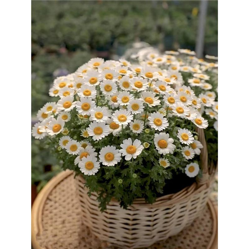 小雏菊花种子籽四季可种播种玛格丽特易活花卉植物室内外阳台盆栽
