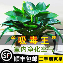 铂金钻盆栽绿萝箩花卉植物室内花水培绿植多肉好养发财树吸除甲醛