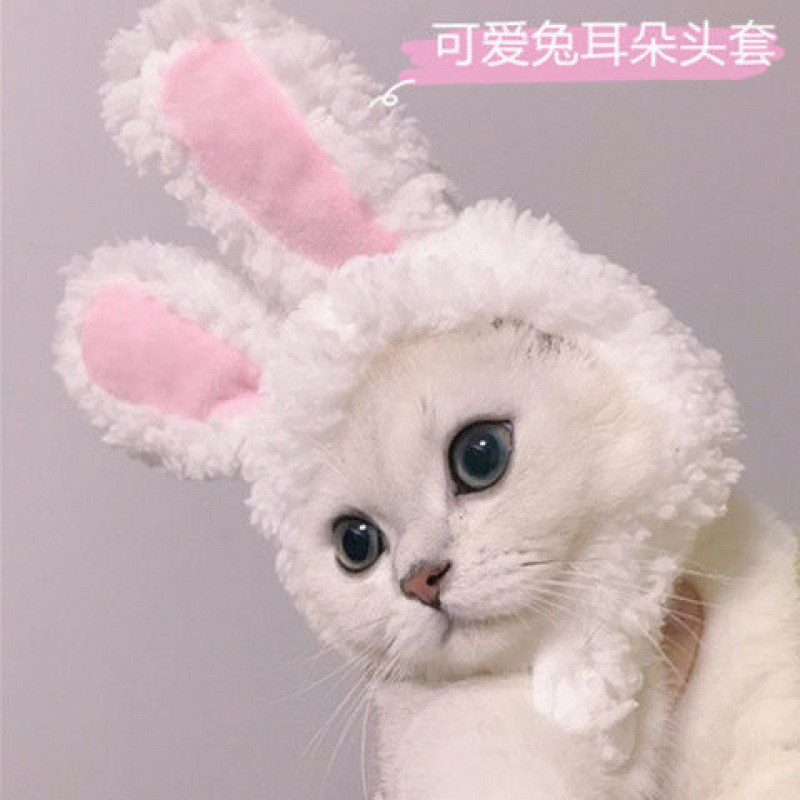 猫咪头饰抖音网红宠物猫咪兔子耳朵头套保暖帽子可爱搞怪拍照头饰