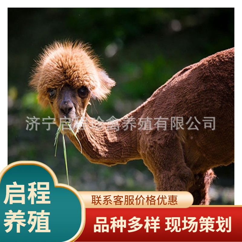 哪里有景区观赏羊驼 羊驼多少钱一只 迷你小羊驼出售-阿里巴巴