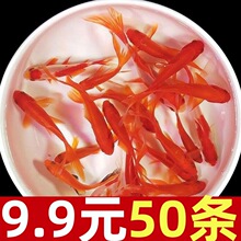 冷水鱼淡水观赏鱼日本锦鲤蝴蝶鲤金鱼和金小型淡水好养红鲤鱼纯种