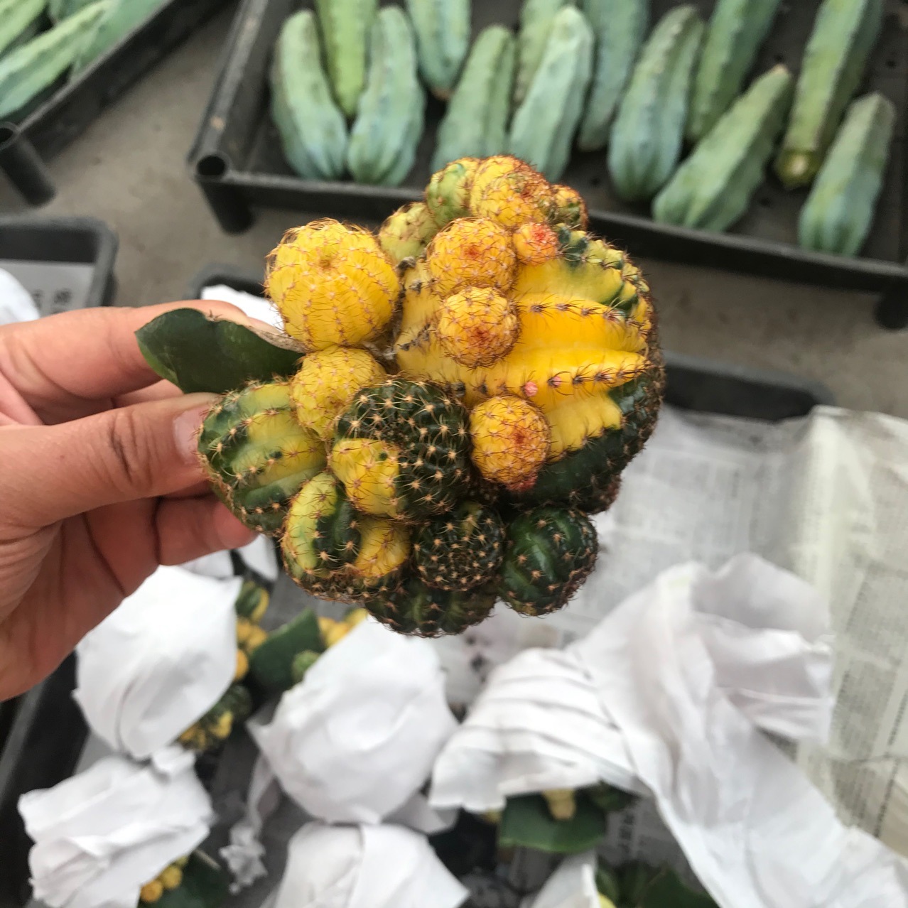 办公桌盆栽条纹带盆栽好绿植现砍仙人球黄仙玉锦,无根仙人球