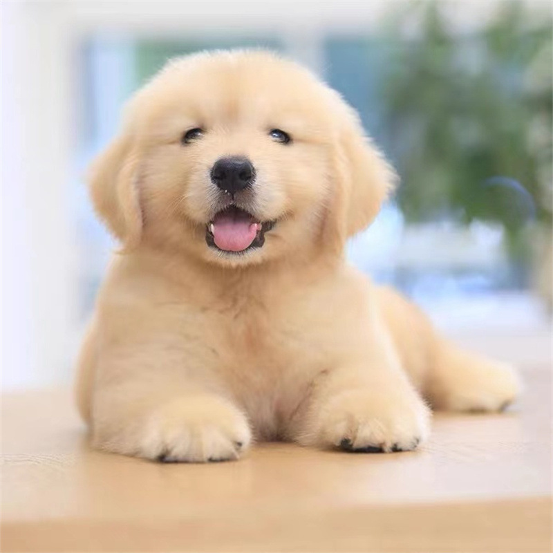 出售纯种双血统金毛犬活体幼犬宠物犬宠物狗金毛幼崽小狗家庭伴侣