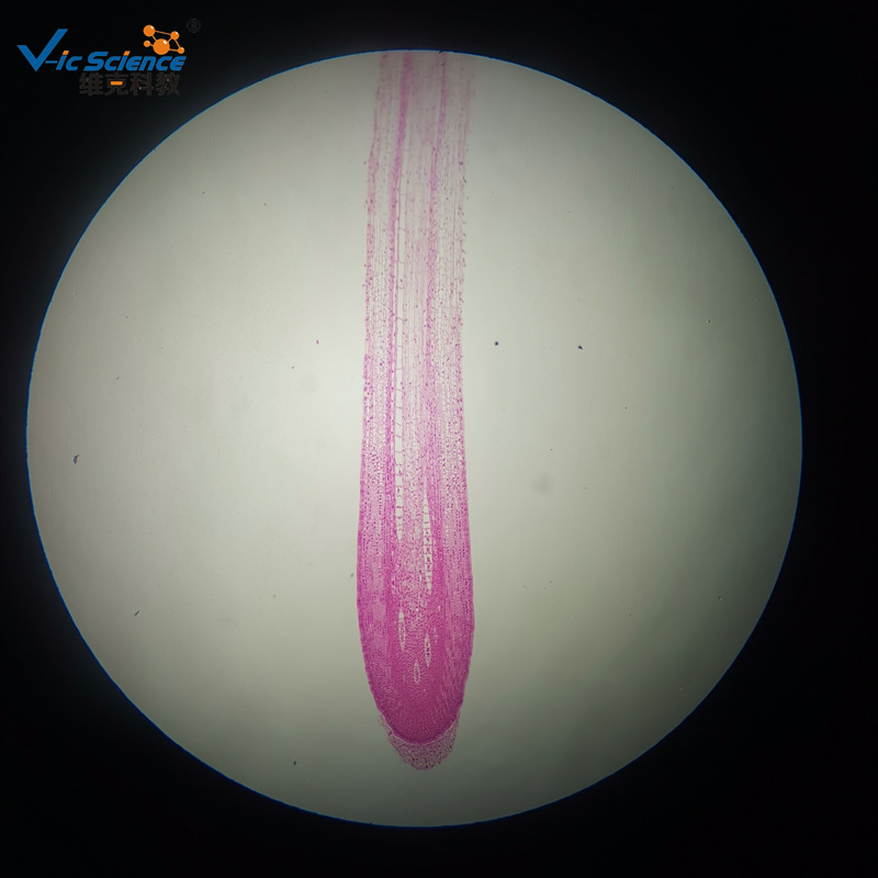 玉米根尖纵切 植物切片 中小学显微镜玻片 生物显微镜专用