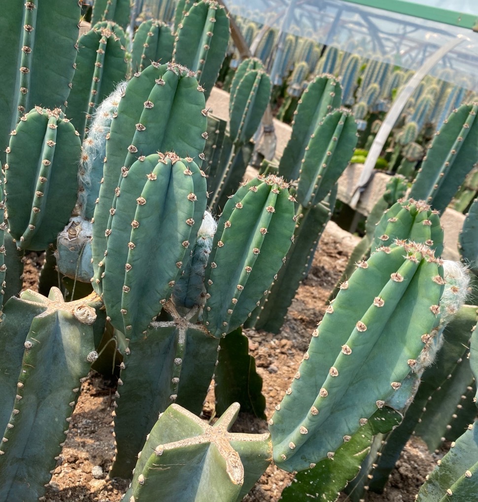 量天尺 铁柱 无刺仙人柱 现砍 无根 各种高度 漳州批发基地花卉