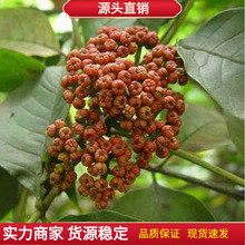 吴茱萸种子 小花中花吴萸 茶辣 漆辣子 臭檀种籽四季播种植物花卉