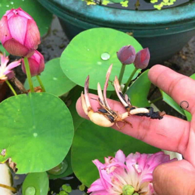 藕根茎带芽小型花苗水培植物四季室内荷花盆栽睡莲花卉开花