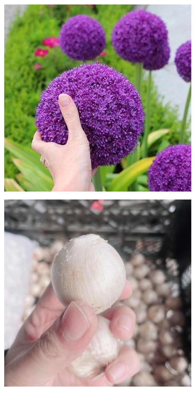紫色大花葱种球耐寒花卉盆栽植物庭院地栽大葱花球根四季易活