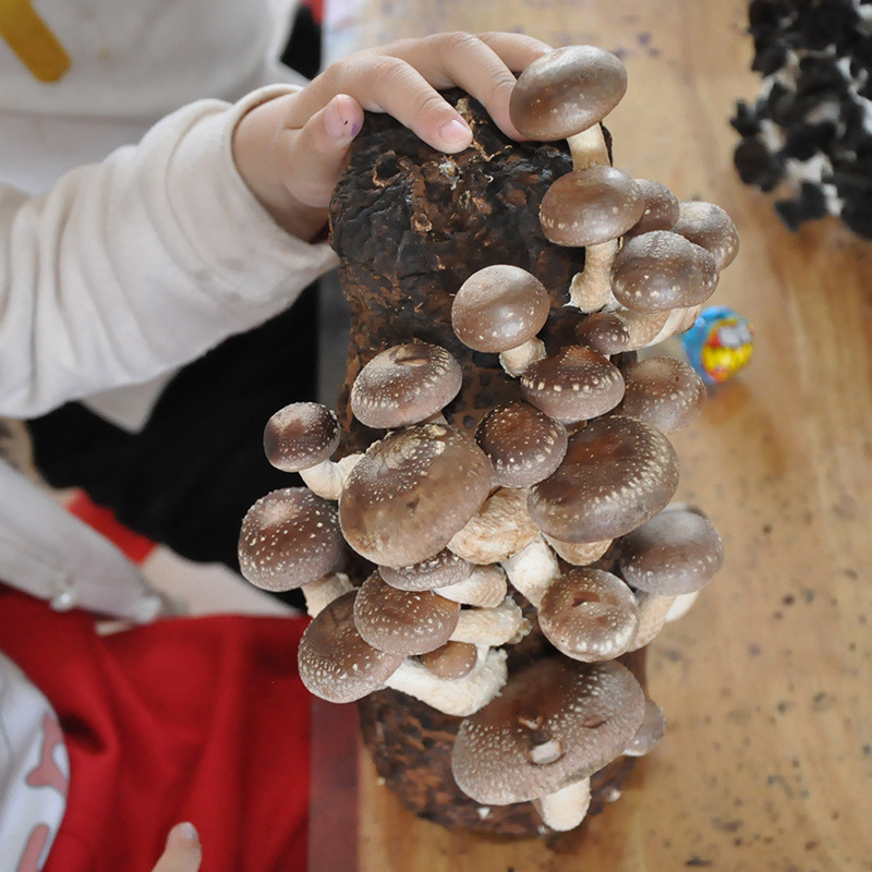 香菇菌包蘑菇菌包盆栽食用菌棒蘑菇种植包菌种蘑菇菌-阿里巴巴