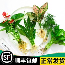 花卉盆栽水培植物室内花绿植四季水生好养活绿萝富贵文竹芋红 志