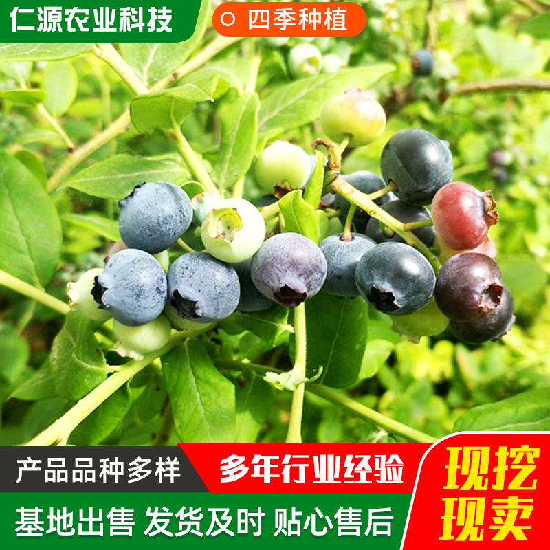 大果蓝莓苗基地批发 出售南北方种植蓝莓苗价格低 蓝莓苗