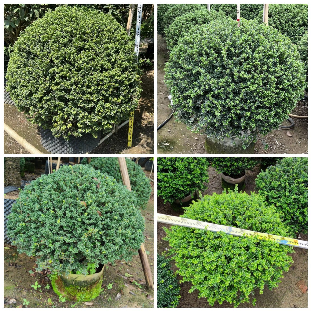 龟甲冬青球 庭院小区四季常青灌木球形-阿里巴巴