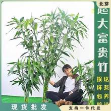 【1.5米大粗竹】富贵竹水养水培观音竹室内净化空气大型绿植花卉