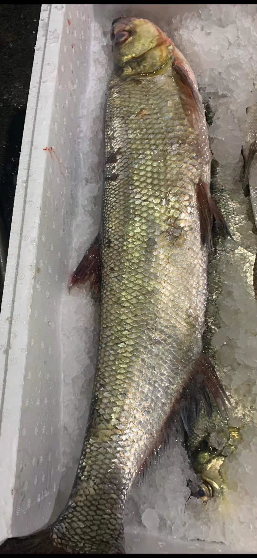 千岛湖鲜活美味有机翘嘴鱼酒店商用食材用鱼新鲜肥美白条鱼批发