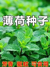 薄荷种子可食用驱蚊虫猫薄荷种籽孑四季种植室内室外阳台种子种苗