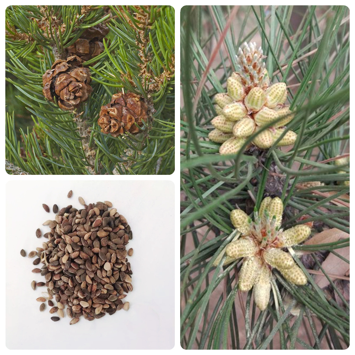 黄山松迎客松马尾松白皮松五针松黑松油松雪松种子￥9