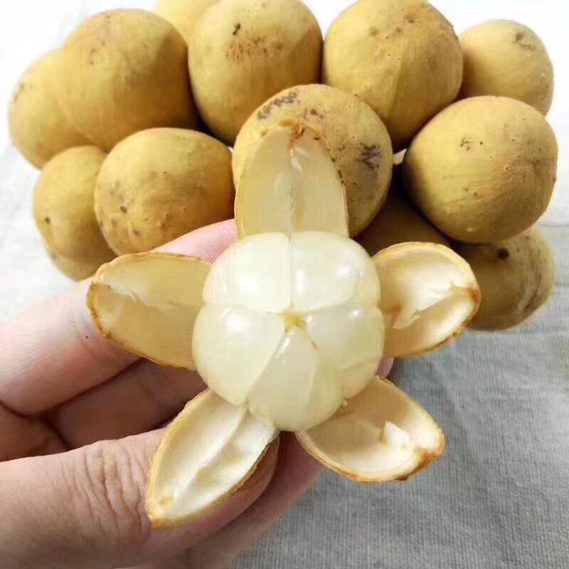 泰国皇室贡品龙宫果 广州江南水果市场直发