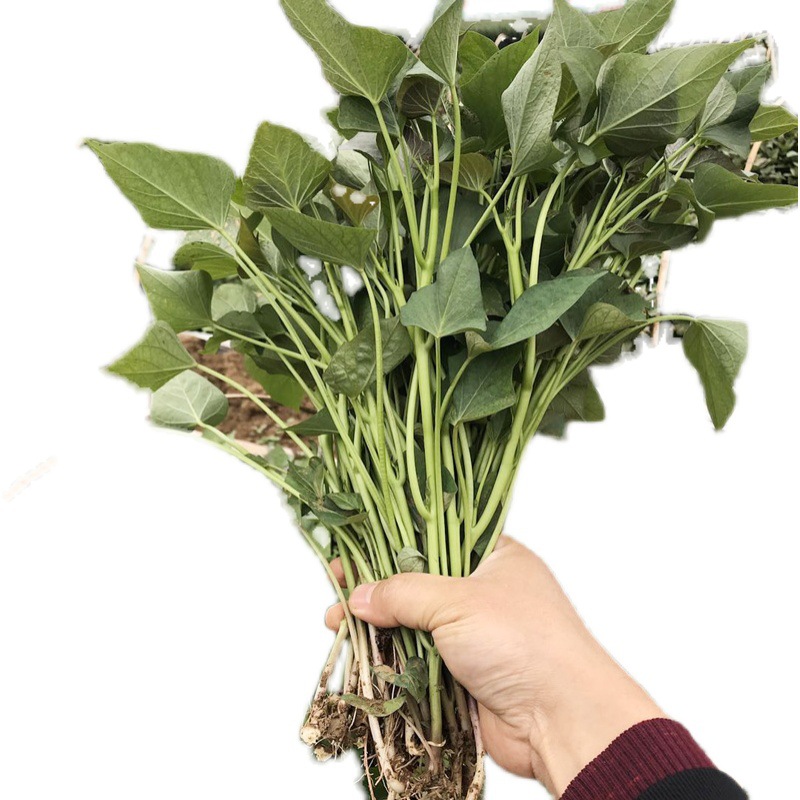 白心板栗薯苗 商薯19种苗红薯苗红薯苗蜜薯苗地瓜秧苗高产包成活