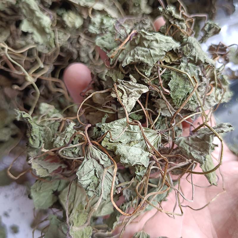 青天葵细叶青天葵独脚天葵猪乸耳珍珠叶半边伞坠批发冷背奇中药材