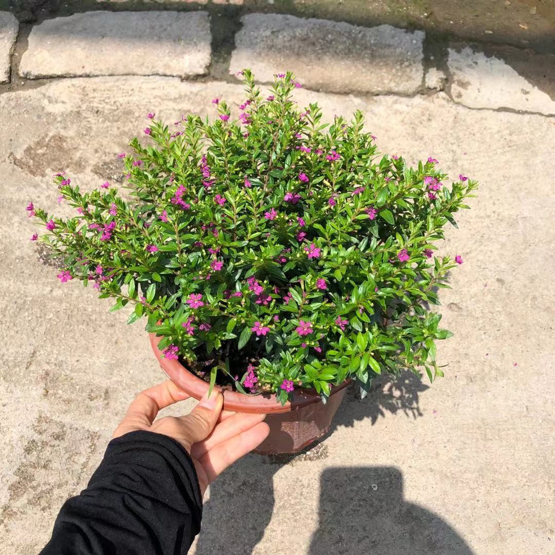 【基地直批】210#满天星阳台庭院盆栽 萼距花花园绿化常绿花期长